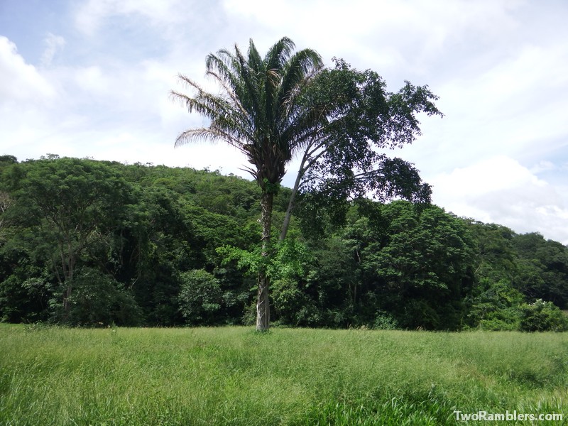 A plam tree with a ficus growing around it