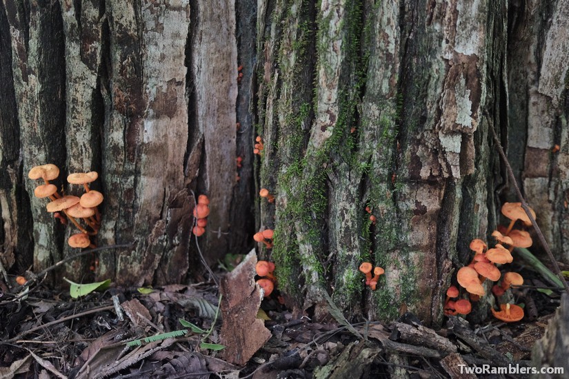Mushrooms on trees