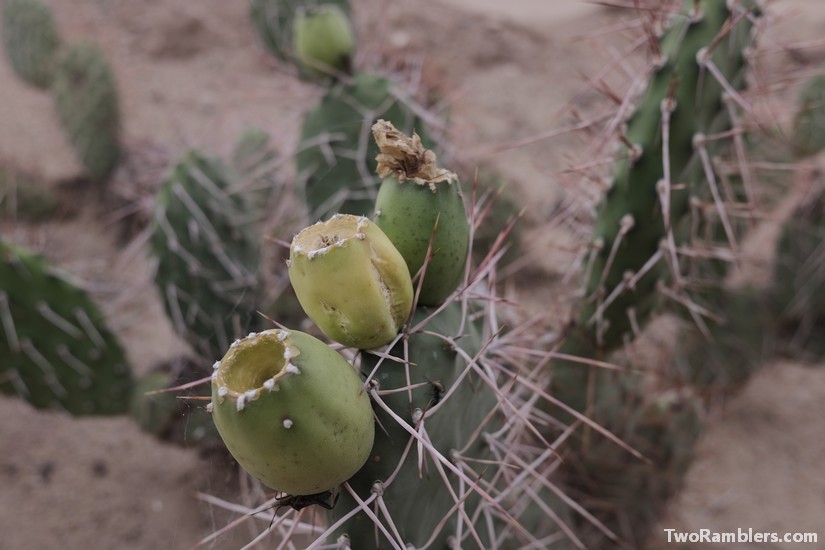 Cactus flowers