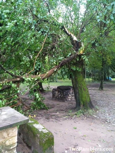 Tree with broken off branch