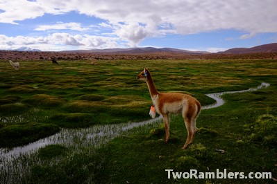 A vicuña in front of a river