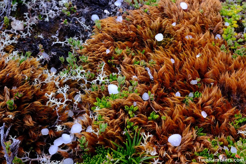 Hail on moss, Isla Navarino