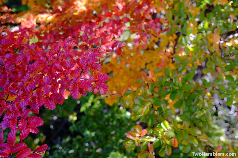 Autumn colours, El Chalten