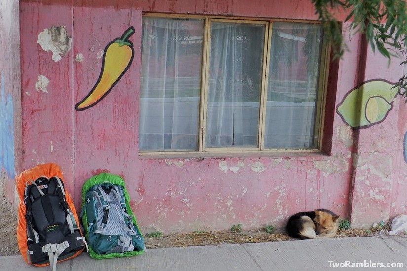 Dog and backpacks, Chile Chico, Chile