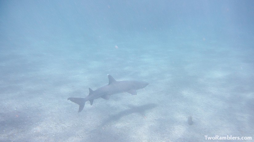 Whitetip reef shark, Galapagos Islands