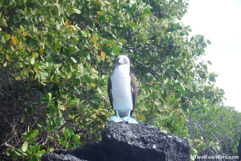 Blue footed boobie, Galapagos Islands