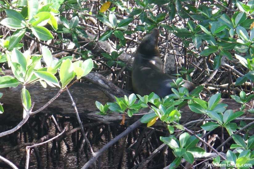 Sea lion, Galapagos Islands, Ecuador