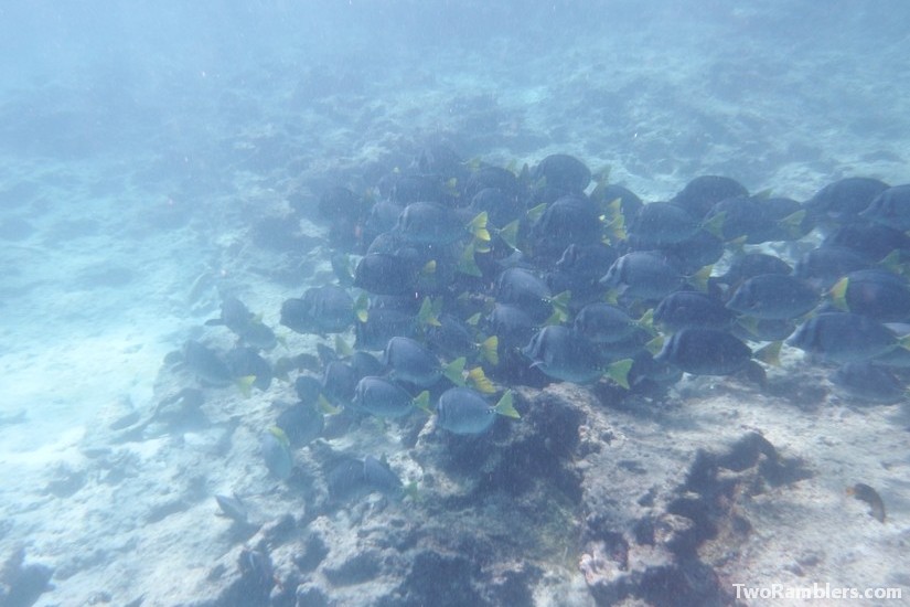 Razor surgeonfish, Galapagos Islands, Ecuador