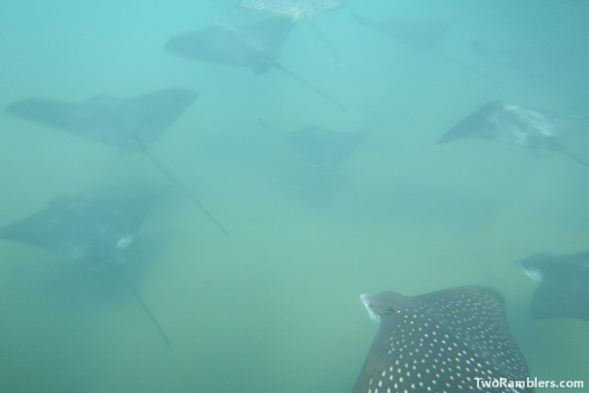 Rays, Galapagos Islands, Ecuador