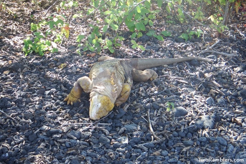 Iguana - Galapagos Islands