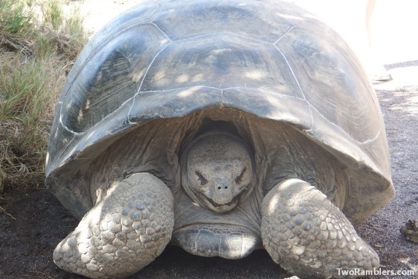 Tortoise, Galapagos Islands, Ecuador