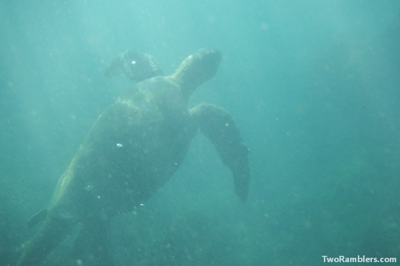 Sea turtle, Galapagos Islands, Ecuador