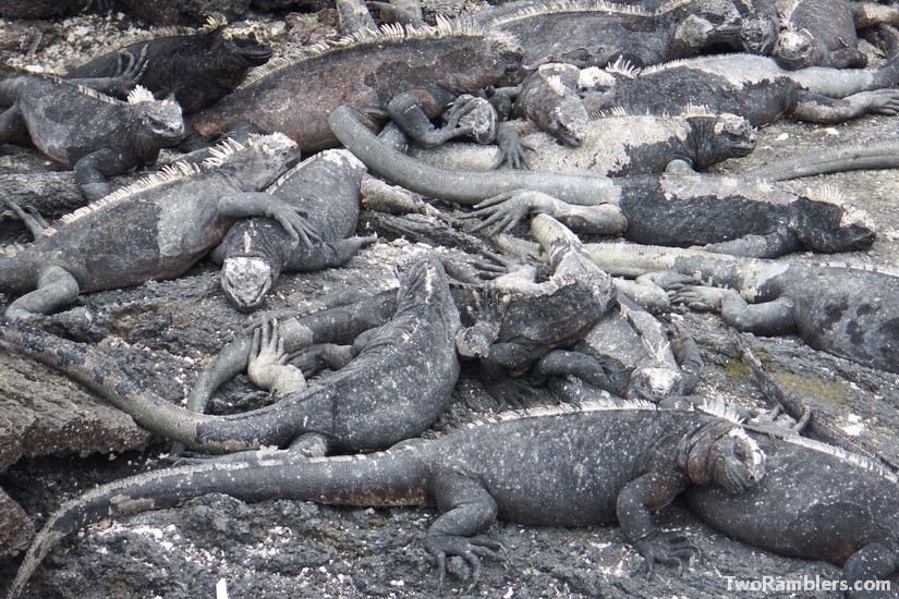 Iguanas - Galapagos Islands