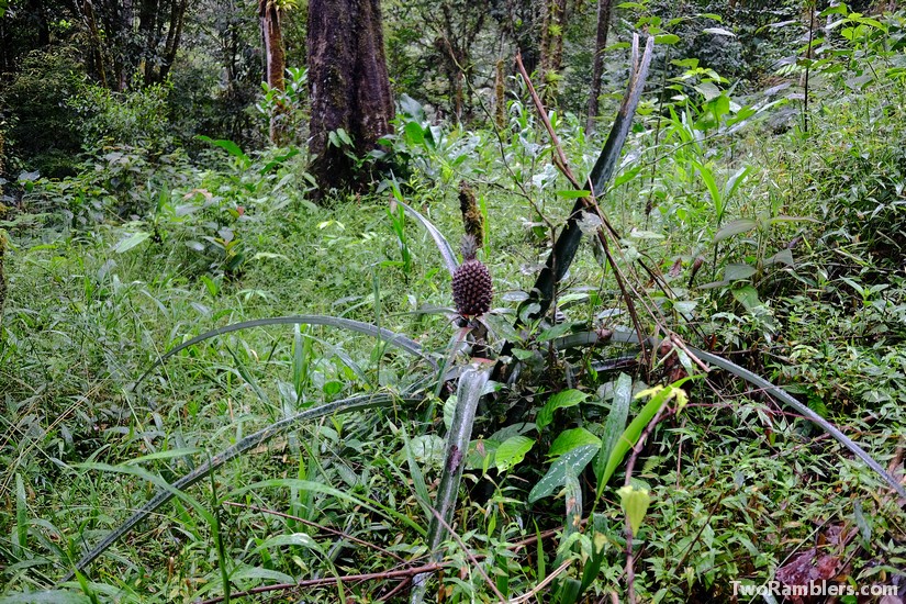 Wild pineapple, Podocarpus National Park, Ecuador