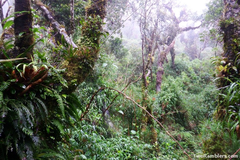 Podocarpus National Park, Ecuador