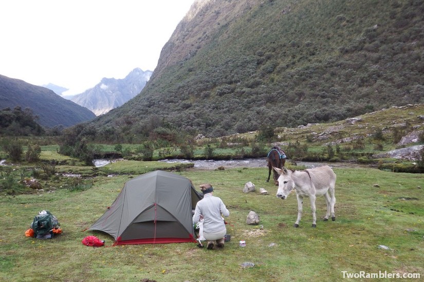 Donkey, Santa Cruz Trek, Peru