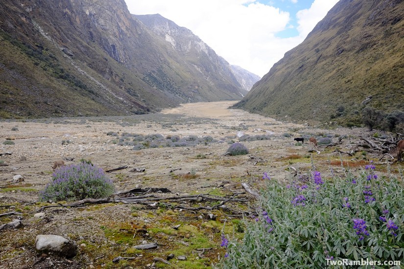 Sand and purple flowers, Santa Cruz Trek, Peru