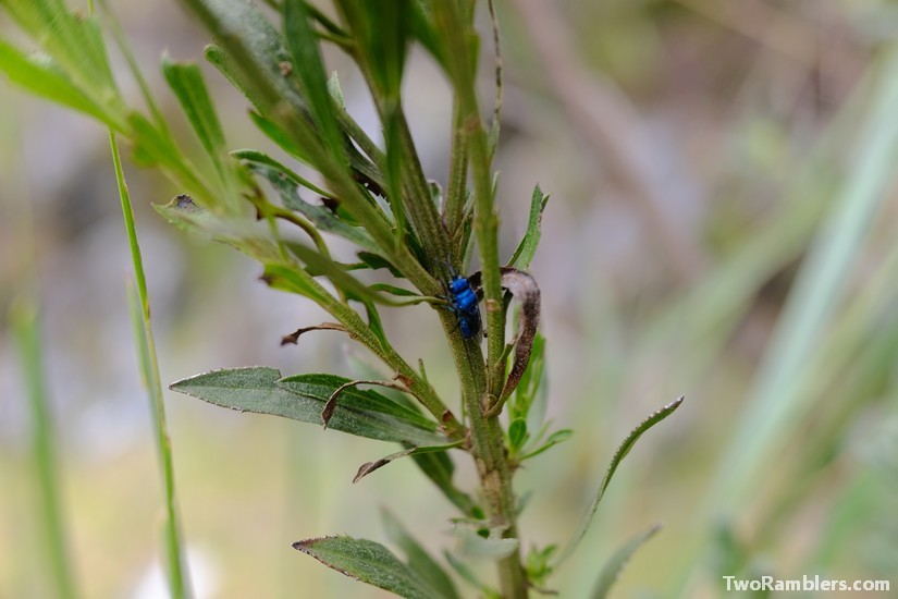 Blue fly, Santa Cruz Trek, Peru