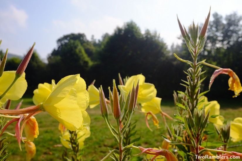 Oenothera, Mont Vireux, France