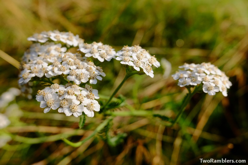 Yarrow, Achillea millefolium, Wild Food Weekend, Forest to Plate