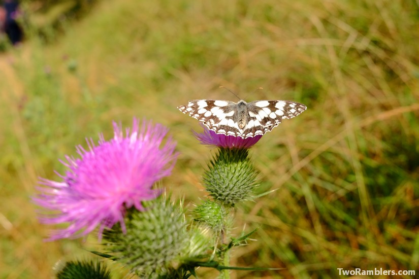 Thistle, Mont Vireux