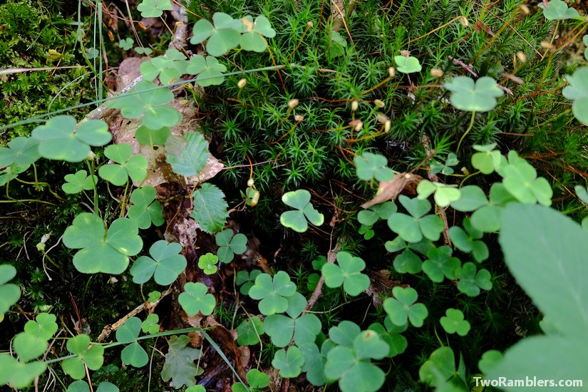 Wood sorrel, Wild Food Weekend, Forest to Plate