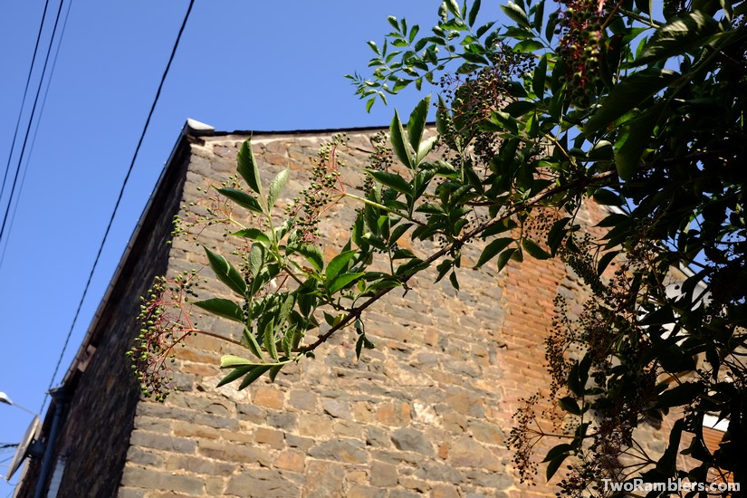 Elderberries, Mont Vireux