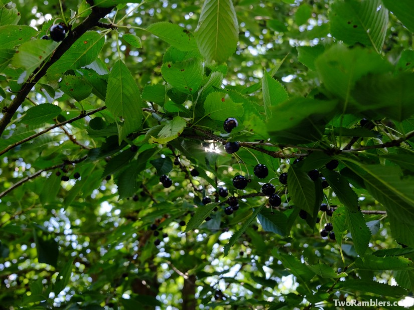 Cherries, Mont Vireux