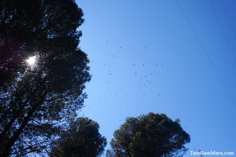 vultures in the sky, Andalucía