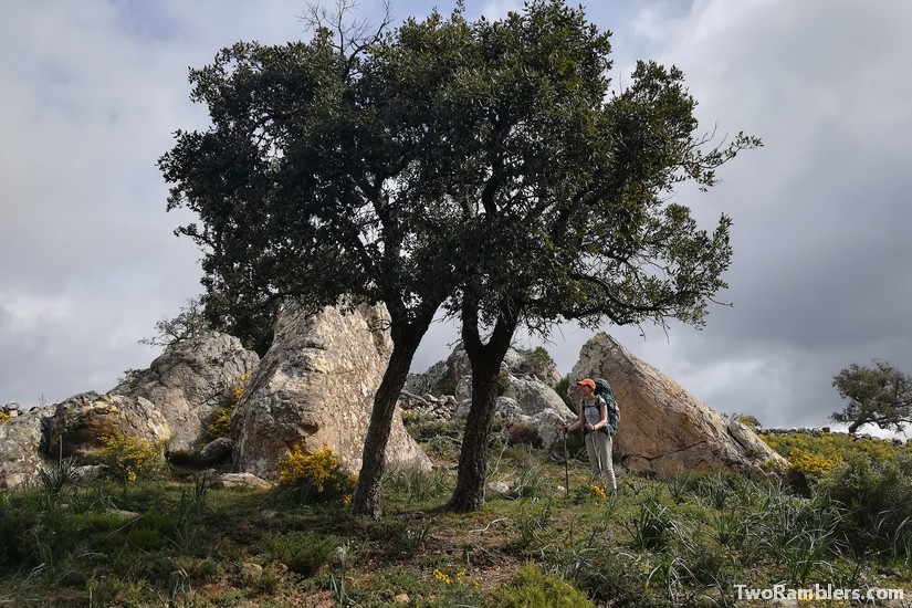 Oaks and rocks, Andalucía