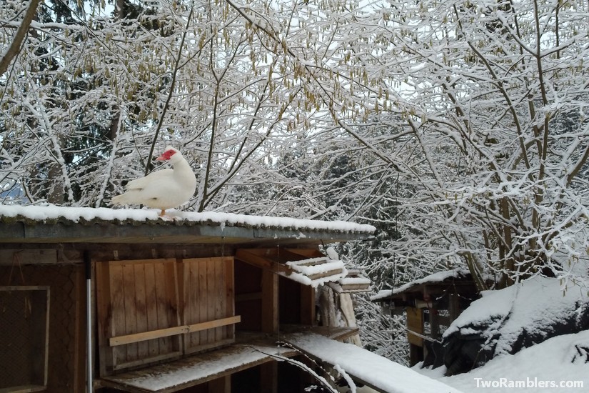 white duck in the snow