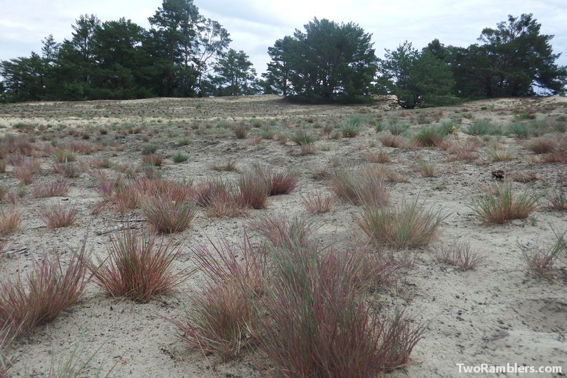 Inland dune Waltersberge