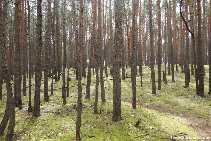 Pine trees ion the 66 lake route