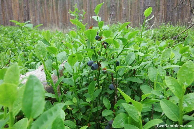 Wild blueberries