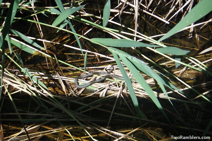 Grass snake