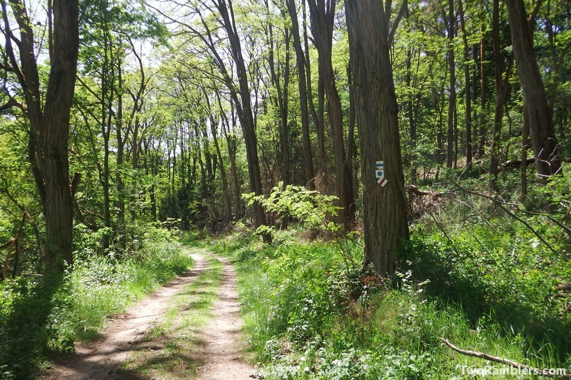 Hiking path through the forest