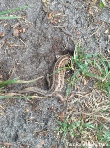 Lizard with its head in the ground