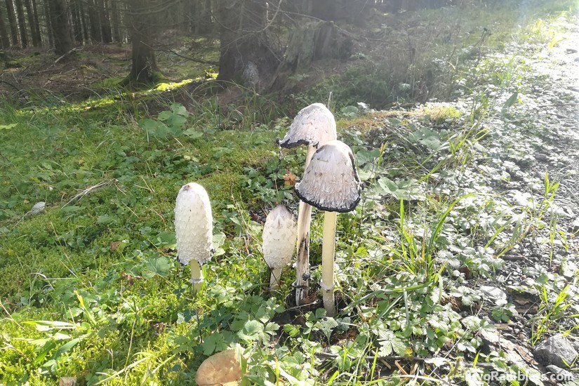 Shaggy Manes