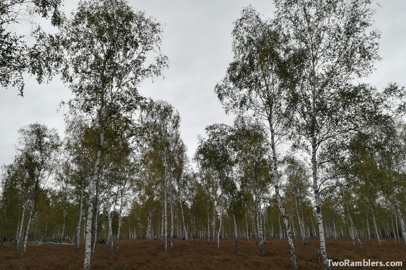 Birch forest