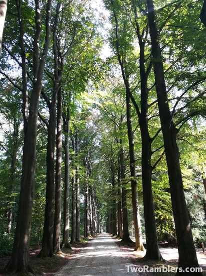 A forest lane