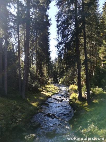 river in forest