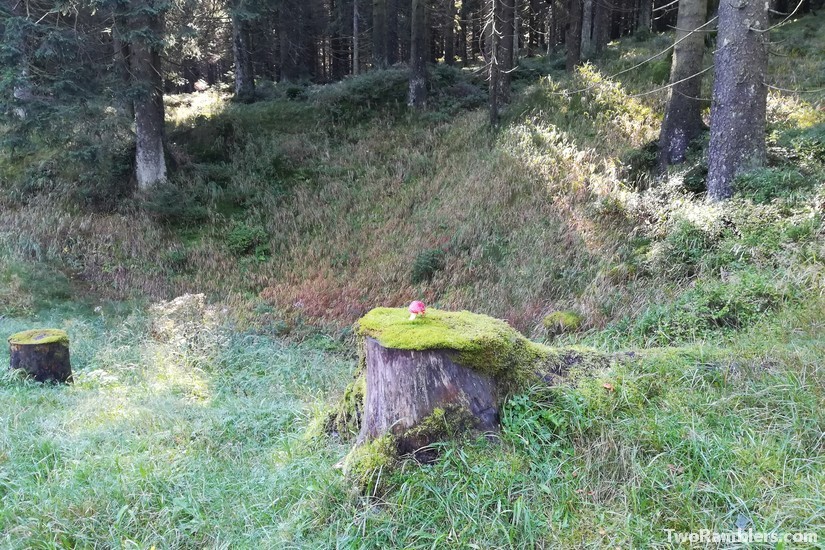 Fly Agaric on tree trunk