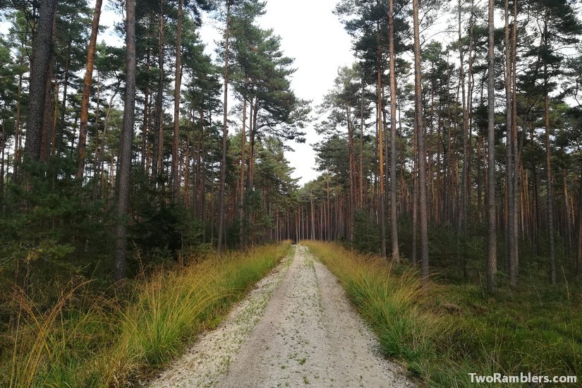 forest track