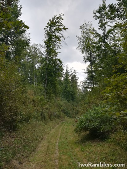 Green road in forest