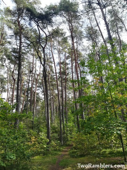 Green road in forest